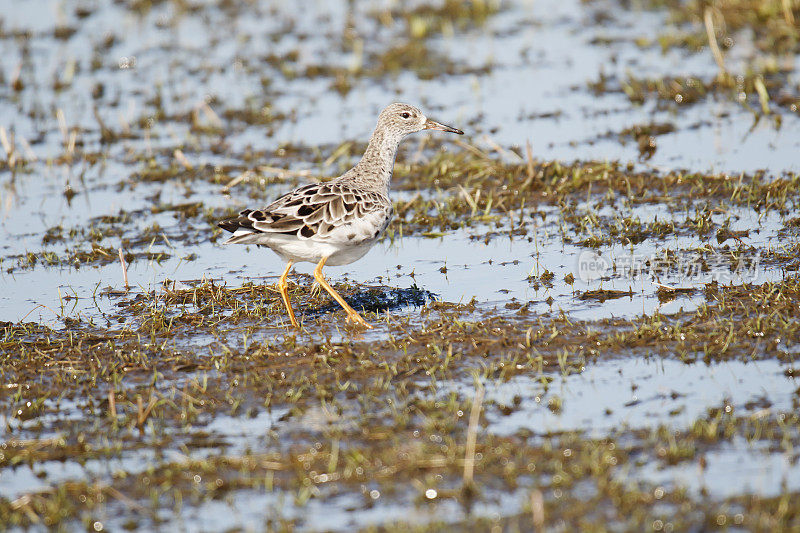 Ruff Wader (Philomachus匕首)